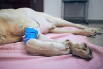 TTA Surgery for Dogs with Cruciate Ligament Rupture TTA Surgery for Dogs with Cruciate Ligament Rupture