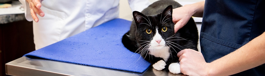 24/7 Emergency Vet in Somerset County 24/7 Emergency Vet in Somerset County