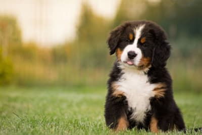 Puppy Vaccine Schedule: What Shots Puppies Need & When Puppy Vaccine Schedule: What Shots Puppies Need & When