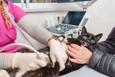 Ultrasound Examination in Cats Ultrasound Examination in Cats