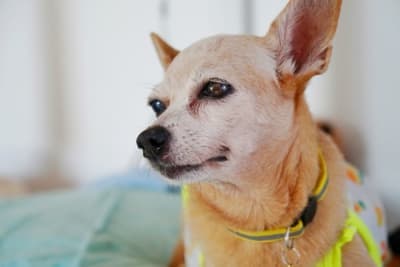 Cataract Surgery for Dogs Cataract Surgery for Dogs