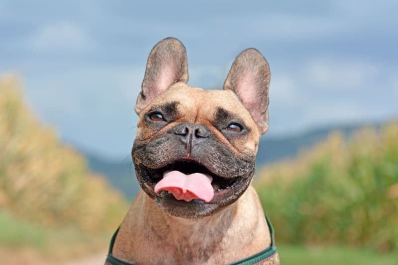 Bad Breath in Dogs: Causes & Remedies Bad Breath in Dogs: Causes & Remedies