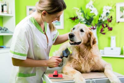 Signs Your Dog Needs Grooming Signs Your Dog Needs Grooming