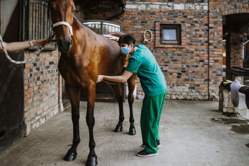 Coggins Testing & Equine Infectious Anemia - What You Need to Know Coggins Testing & Equine Infectious Anemia - What You Need to Know