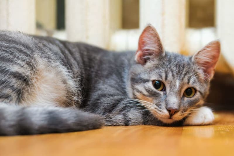 Skin Cancer in Cats - Symptoms, Diagnosis & Treatment Skin Cancer in Cats - Symptoms, Diagnosis & Treatment