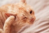 Ear Mites in Cats: Causes, Treatment & Prevention Ear Mites in Cats: Causes, Treatment & Prevention