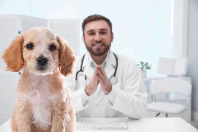 Puppy’s First Vet Visit: Checklist & What to Expect Puppy’s First Vet Visit: Checklist & What to Expect