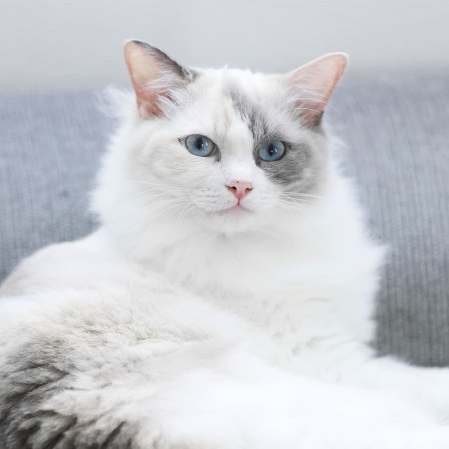 North Cobb Animal Hospital Section Generic Image North Cobb Animal Hospital Section Generic Image