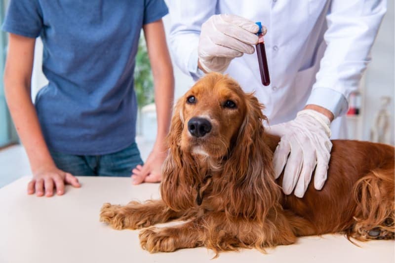 Bladder Infections in Dogs Bladder Infections in Dogs