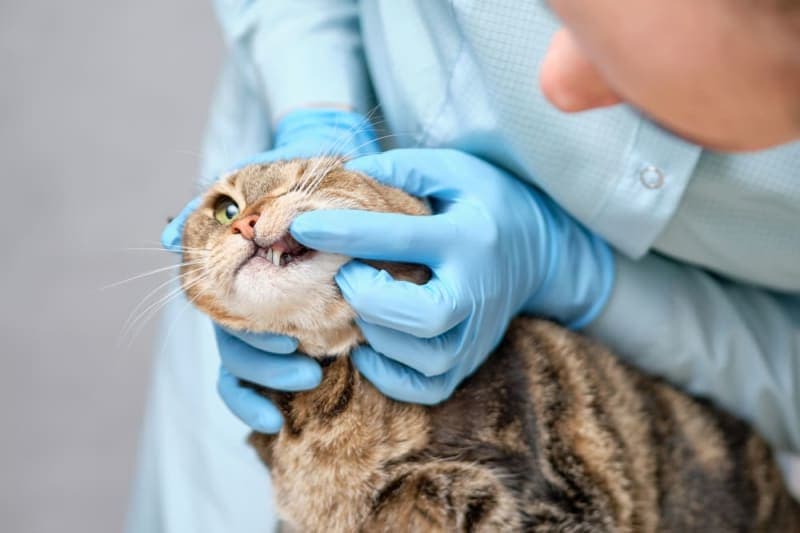 How to Clean a Cat's Teeth How to Clean a Cat's Teeth
