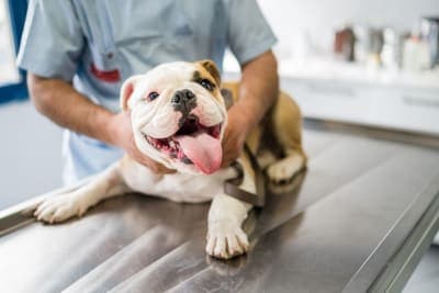 Parainfluenza in Dogs Parainfluenza in Dogs