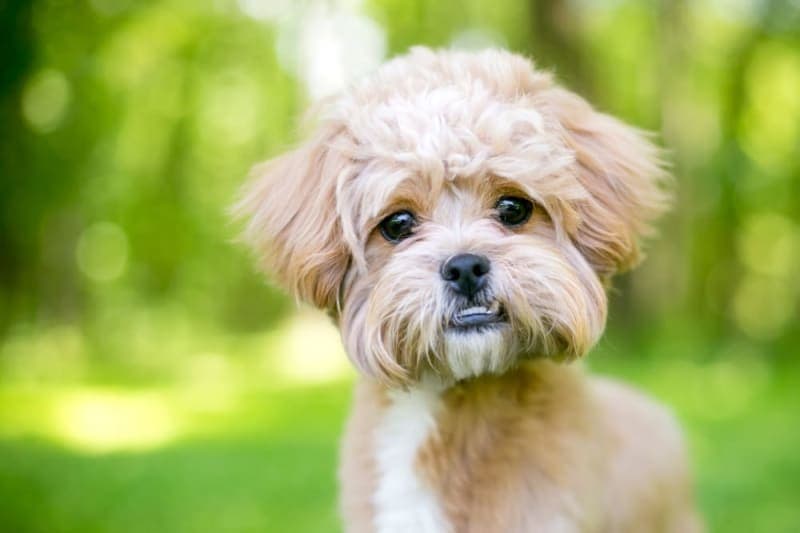 Malocclusions in Dogs Malocclusions in Dogs