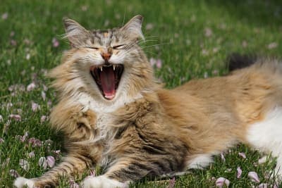 Dental Disease in Cats - Common Cat Dental Problems Dental Disease in Cats - Common Cat Dental Problems