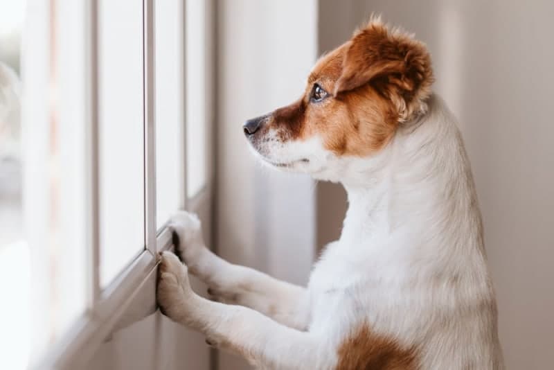 How Long Can You Leave a Dog Alone? How Long Can You Leave a Dog Alone?