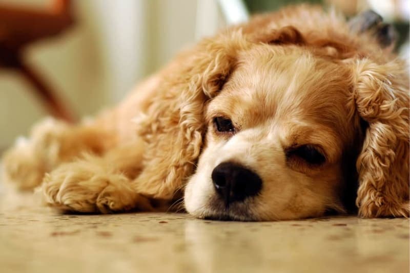 Vaccine Reactions in Dogs: Everything You Should Know Vaccine Reactions in Dogs: Everything You Should Know