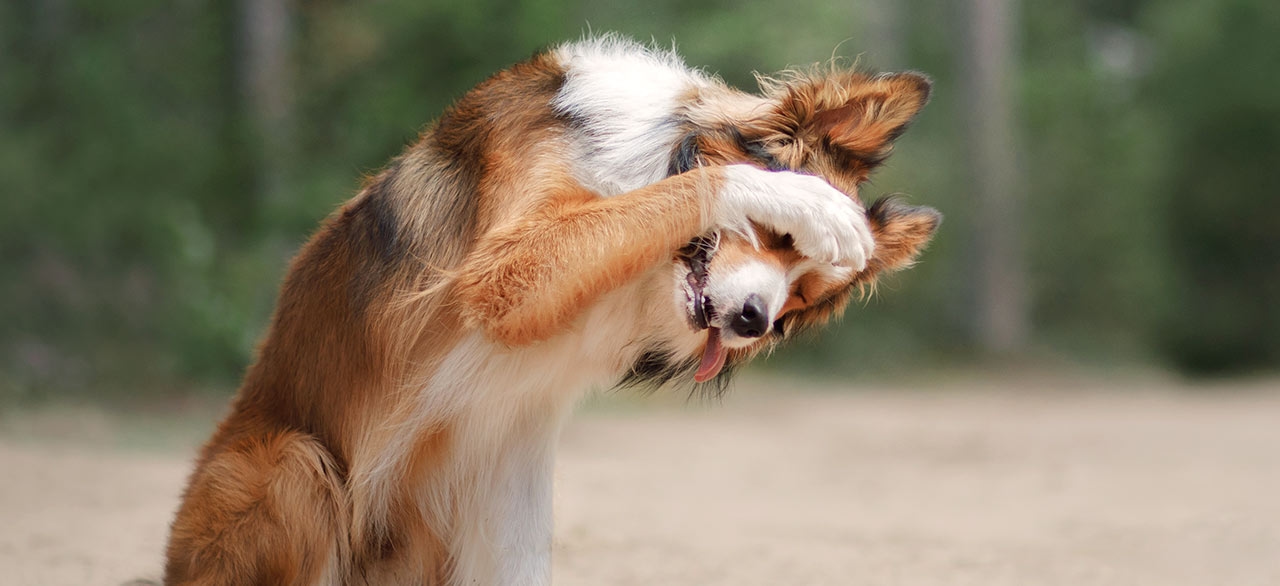 thomasville-veterinary-hospital-banner-3 thomasville-veterinary-hospital-banner-3