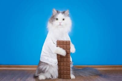 Can cats eat chocolate? Can cats eat chocolate?