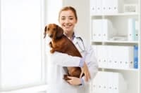 How Often Should I Take My Dog to the Vet How Often Should I Take My Dog to the Vet