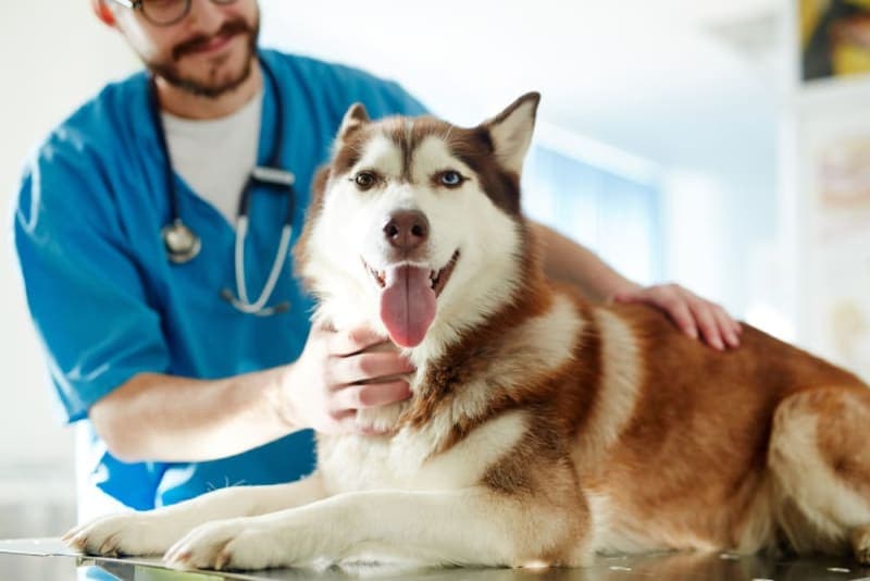 How Often Should I Take My Dog To The Vet? How Often Should I Take My Dog To The Vet?