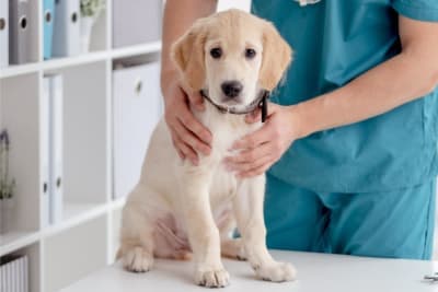 Getting Your Dog Fixed Getting Your Dog Fixed