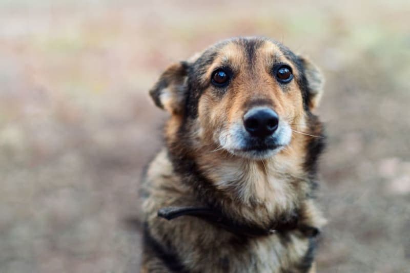 Valley Fever in Dogs Valley Fever in Dogs