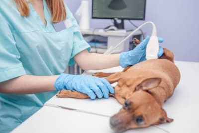 Ultrasound for Dogs & Cats: What Pet Owners Want to Know Ultrasound for Dogs & Cats: What Pet Owners Want to Know