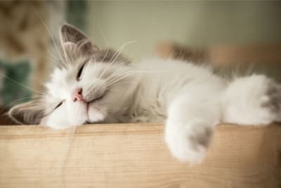 My Cat Sleeps Constantly: How Much Is Too Much & When Should I Worry? My Cat Sleeps Constantly: How Much Is Too Much & When Should I Worry?