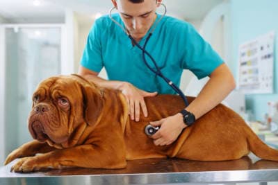 ECG for Pets: When It Is Needed ECG for Pets: When It Is Needed