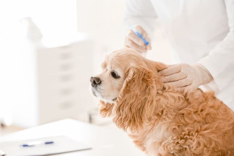 Anesthesia for Dogs Anesthesia for Dogs