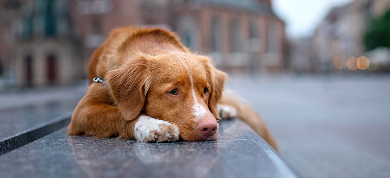 Argyle Veterinary Hospital Argyle Veterinary Hospital