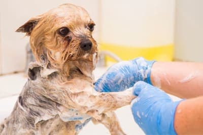 How often should I bathe my dog? How often should I bathe my dog?