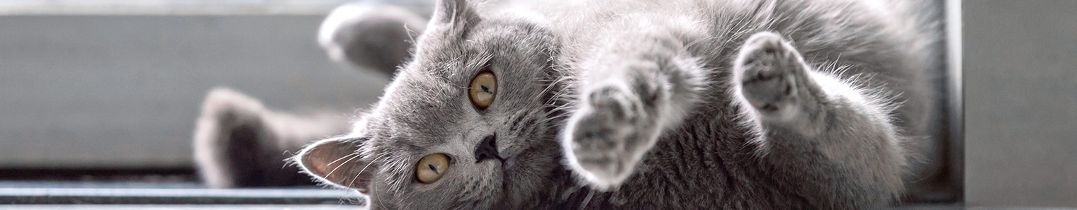 Silver Springs Animal Clinic Silver Springs Animal Clinic