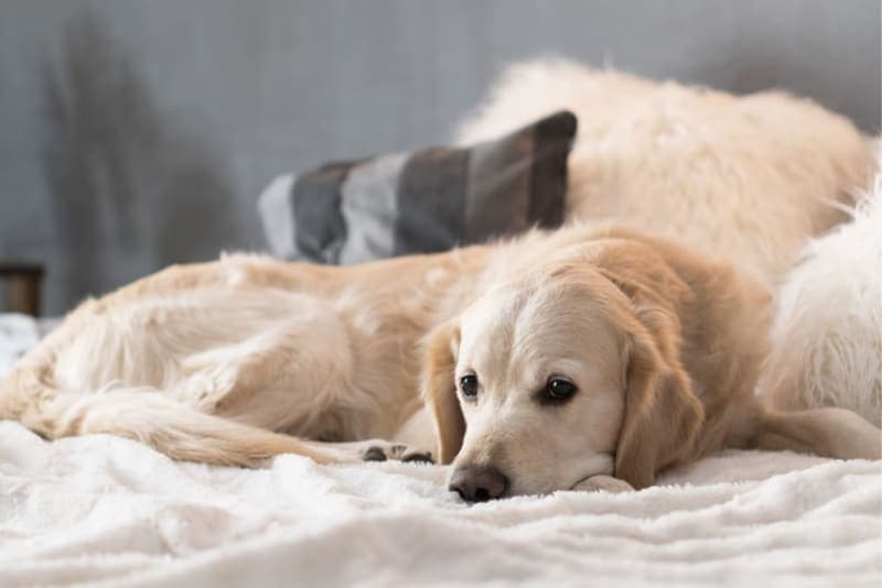 What is parainfluenza in dogs? What is parainfluenza in dogs?
