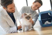 How Often Do You Take a Cat to the Vet? How Often Do You Take a Cat to the Vet?