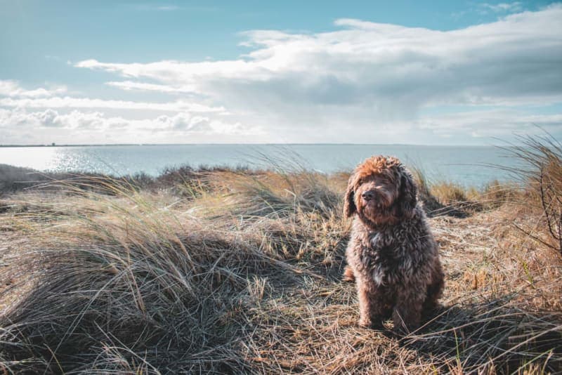 Vomiting in Dogs Vomiting in Dogs