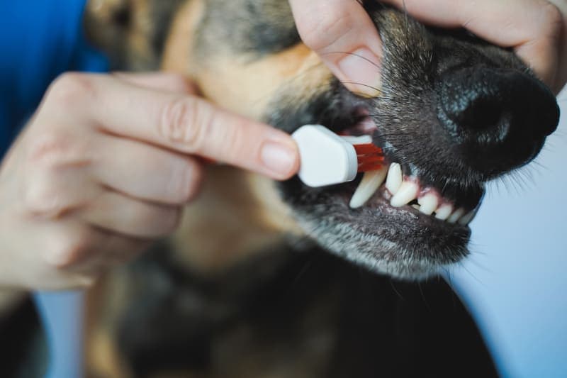 Do dental chews work for dogs? Do dental chews work for dogs?