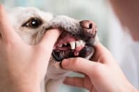 Common Dental Problems in Dogs Common Dental Problems in Dogs