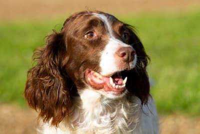Common Dog Dental Problems & Associated Symptoms Common Dog Dental Problems & Associated Symptoms