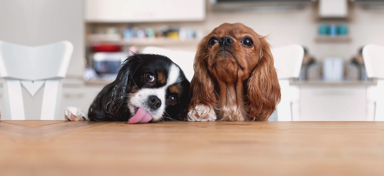 Choice Veterinary Specialists Choice Veterinary Specialists