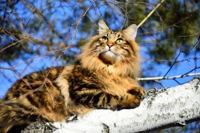 Bordetella in Cats Bordetella in Cats