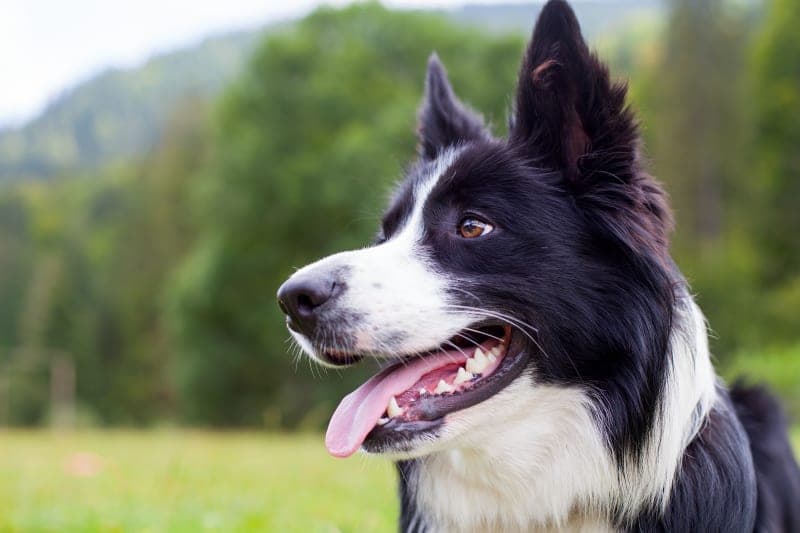 6 Tips for Keeping Your Dog Healthy 6 Tips for Keeping Your Dog Healthy
