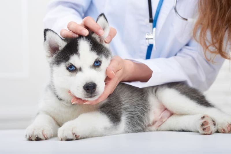 Puppy’s First Vet Visit: Checklist & What to Expect Puppy’s First Vet Visit: Checklist & What to Expect
