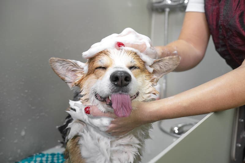 Dog Grooming Basics - A Few Tips to Get You Started Dog Grooming Basics - A Few Tips to Get You Started