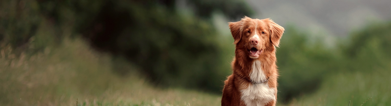 Pet Doctor Pet Doctor