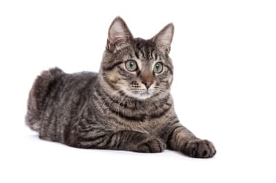 What is the FVRCP cat vaccine? What is the FVRCP cat vaccine?
