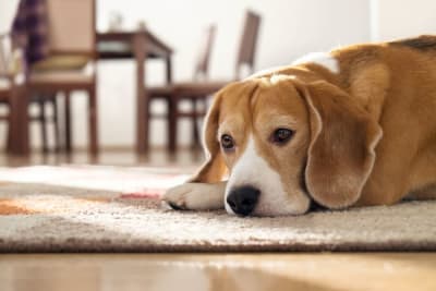 Orthopedic Surgery in Dogs Orthopedic Surgery in Dogs