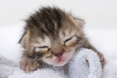 When do newborn kittens open their eyes? When do newborn kittens open their eyes?