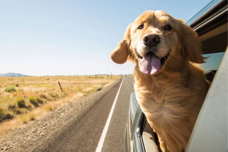 Road Trips With Your Dog: What You Should Know Road Trips With Your Dog: What You Should Know