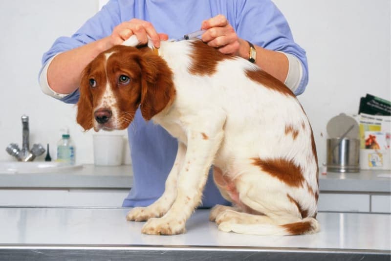 Your Guide to Dog Behavior Changes After Vaccinations Your Guide to Dog Behavior Changes After Vaccinations
