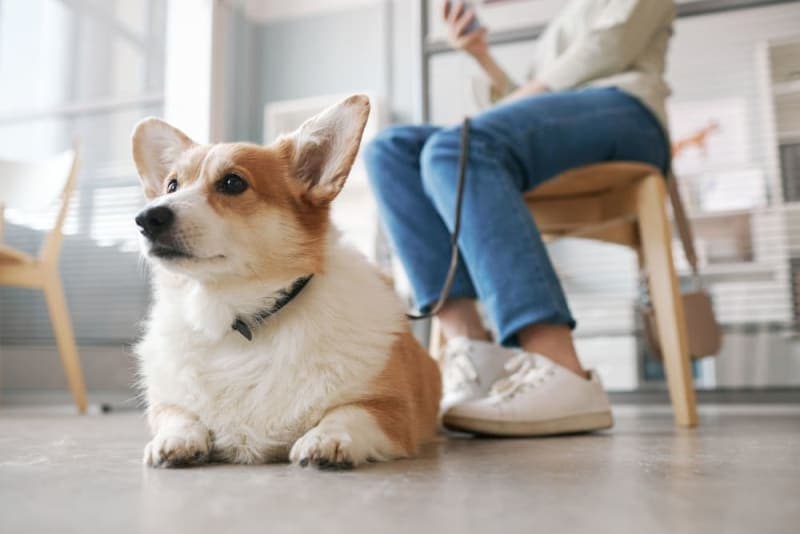 Behavioral Health: Addressing Anxiety and Stress During Routine Pet Wellness Exams Behavioral Health: Addressing Anxiety and Stress During Routine Pet Wellness Exams